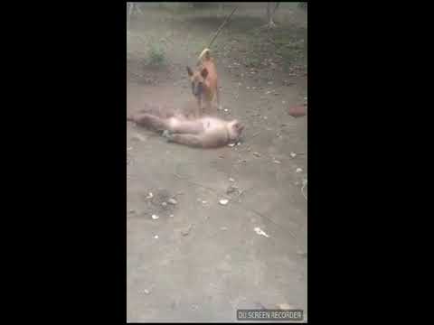 Anjing tewas kan monyet