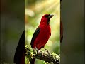 Untitled#RedBird #BeautifulBird #NatureMagic #BirdVideo