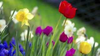 ShopRite Easter Promotion