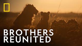 Back Together Again | Lion | National Geographic UK
