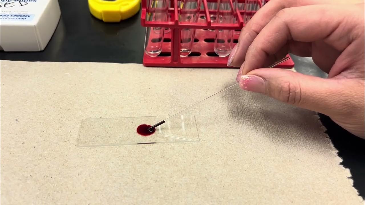 Capillary Action (Exercise 1, Procedure 3) YouTube