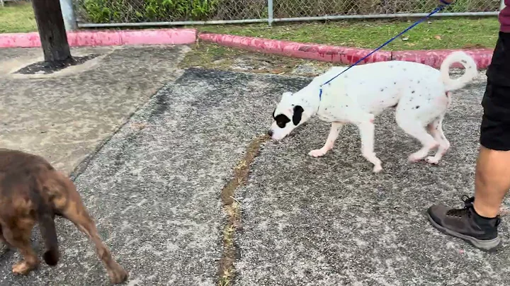 A2045481 Max and A2047263 Pretzel temp test