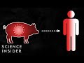 Understanding Viruses and Spillover