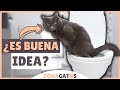 Enseñar a un gato a USAR EL WC: 7 razones para NO HACERLO