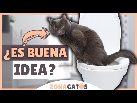 Video: ¿Por qué en el mundo los gatos beben de los inodoros?