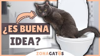 Enseñar a un gato a USAR EL WC: 7 razones para NO HACERLO