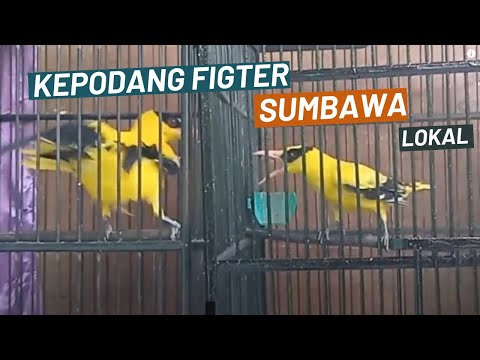 suara burung kepodang gacor kepodang jawa & kepodang sumbawa 