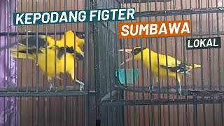 burung kepodang gacor kepodang jawa & kepodang sumbawa