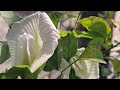 Doyel  is live তাই  তোমার  আনন্দ  আমার পর 