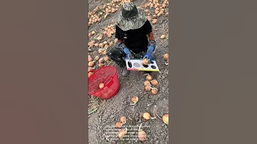 Onion Sorting: You Won