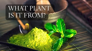 What Plant Does Matcha Come From? The Matcha Plant Explained