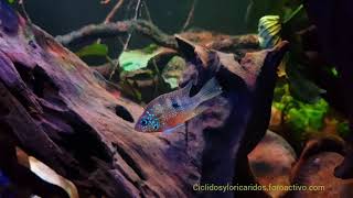 Download Lagu Torichthys aureus, blue flash (female) Download Lagu Torichthys aureus, blue flash (female)