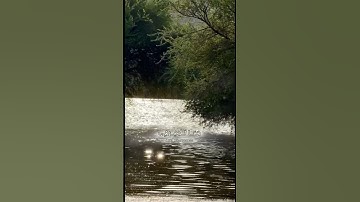 ﴿ وَمَا تَوْفِيقِي إِلَّا بِاللهِ ﴾ ||#سورة_هود #علي_جابر #قران_كريم #اكسبلور #قرآن #لايك