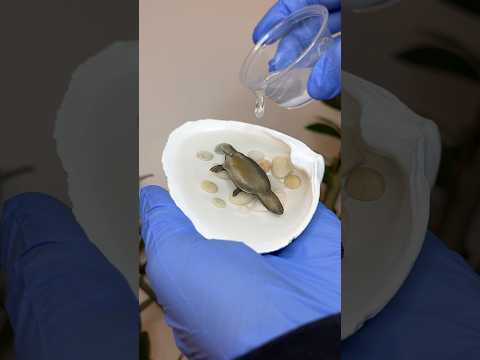 Platypus in shell
