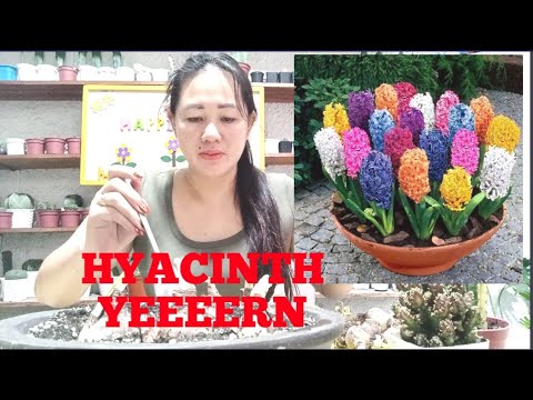 Video: Apa yang anda lakukan dengan hyacinth selepas berbunga UK?