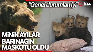2,5 Aylık Sevimli Ayılar Barınağın Yeni Maskotları Oldu