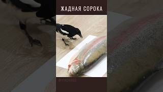 Жадоба) #vinchago #сорока #magpie #маловато