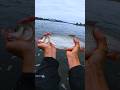 Friedfisch beißt auf Gummifisch😲🎣 #angeln #gummifisch #zanderangeln