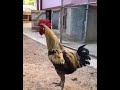 شو قصة الديك شو قصة الديك