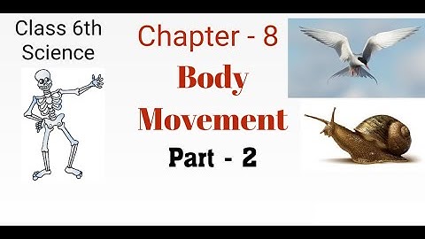 NCERT | Class 6 Science | Chapter-8 ( Body Movement) part-2 in hindi | Study Dreamz