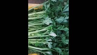 සැල්දිරි  50kg 😉 #shortvideo #cultivation #trending #farming #gardening