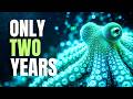 Why Do Octopuses Only Live Two Years?