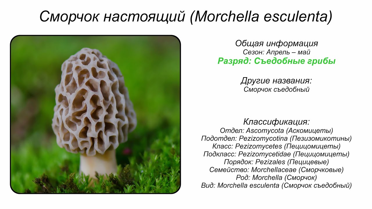 Сморчок настоящий (Morchella esculenta)