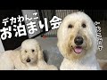 大型犬お泊まり会【前編】デカい犬の体力やばすぎ…結論！ゴールデンドゥードルは元気すぎ😊
