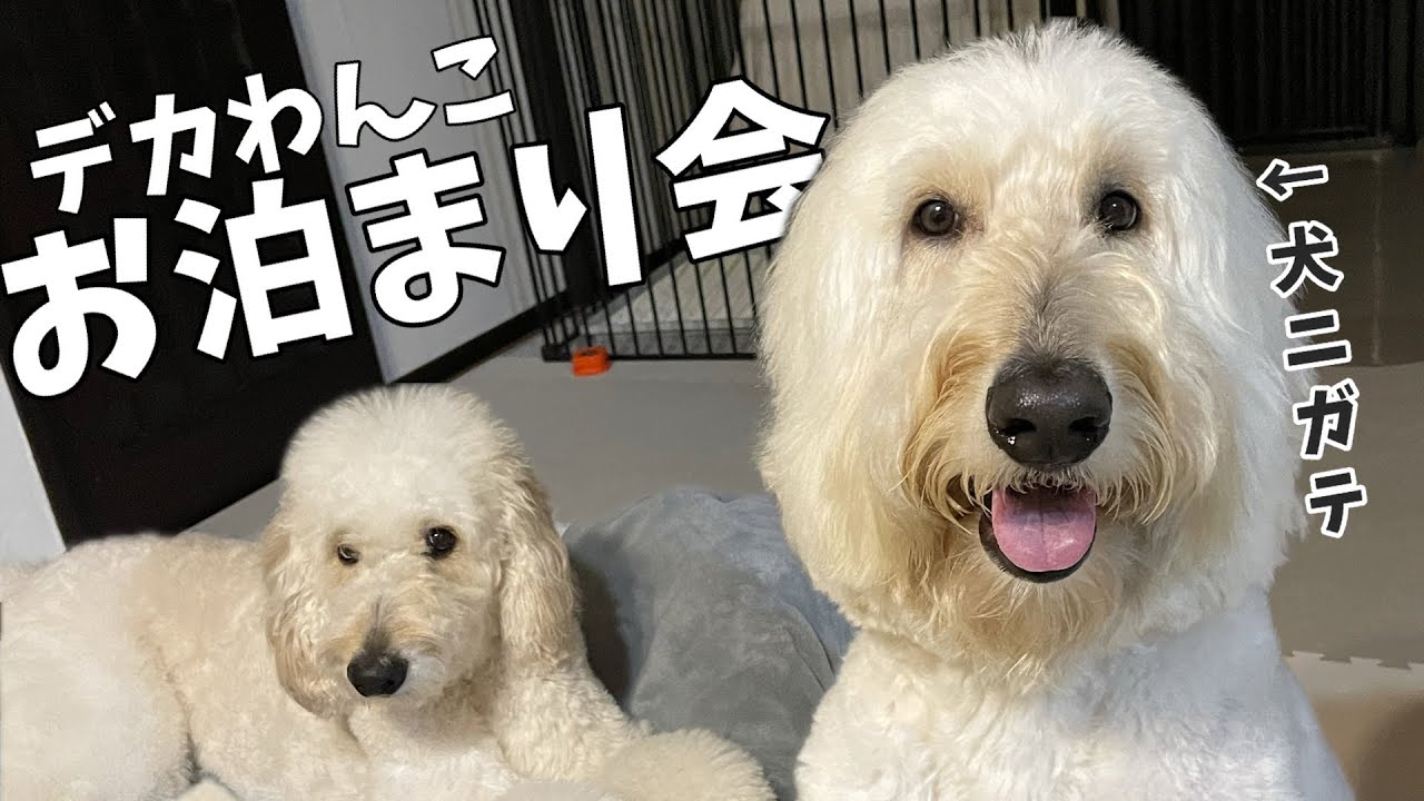 大型犬お泊まり会【前編】デカい犬の体力やばすぎ…結論！ゴールデンドゥードルは元気すぎ😊