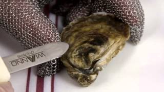 How to Shuck an Oyster: The Right Way!