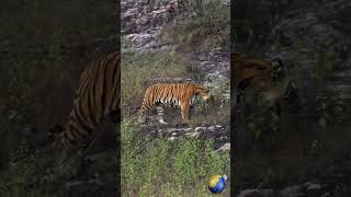 🐯 Bengal Tigers (India)🐅 #wildlife #shorts