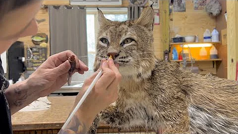 Bobcat face in under five minutes!!