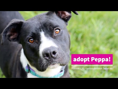 Adopt Peppa!