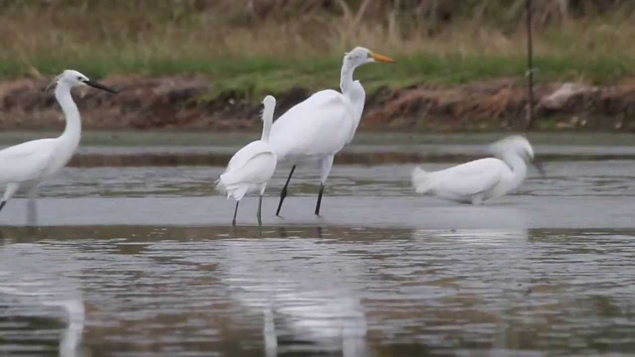 Egrets feeding