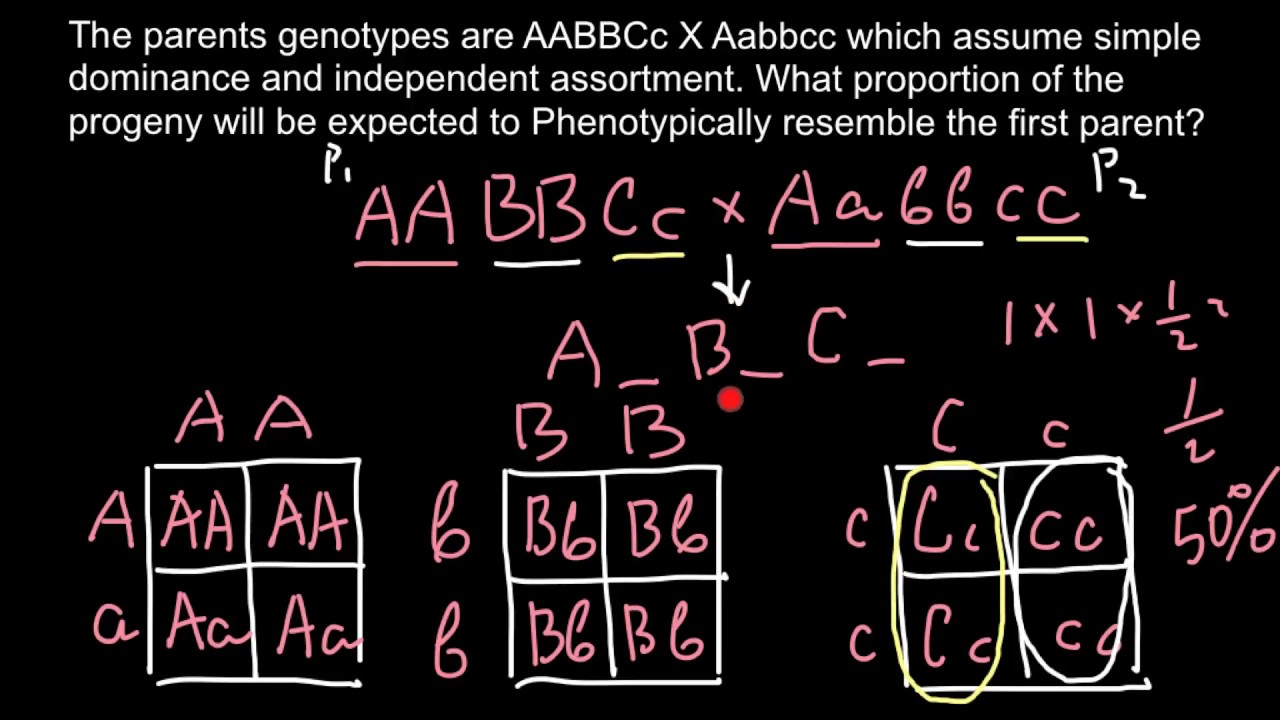 How to find genotype and phenotype as result of a crossing - YouTube