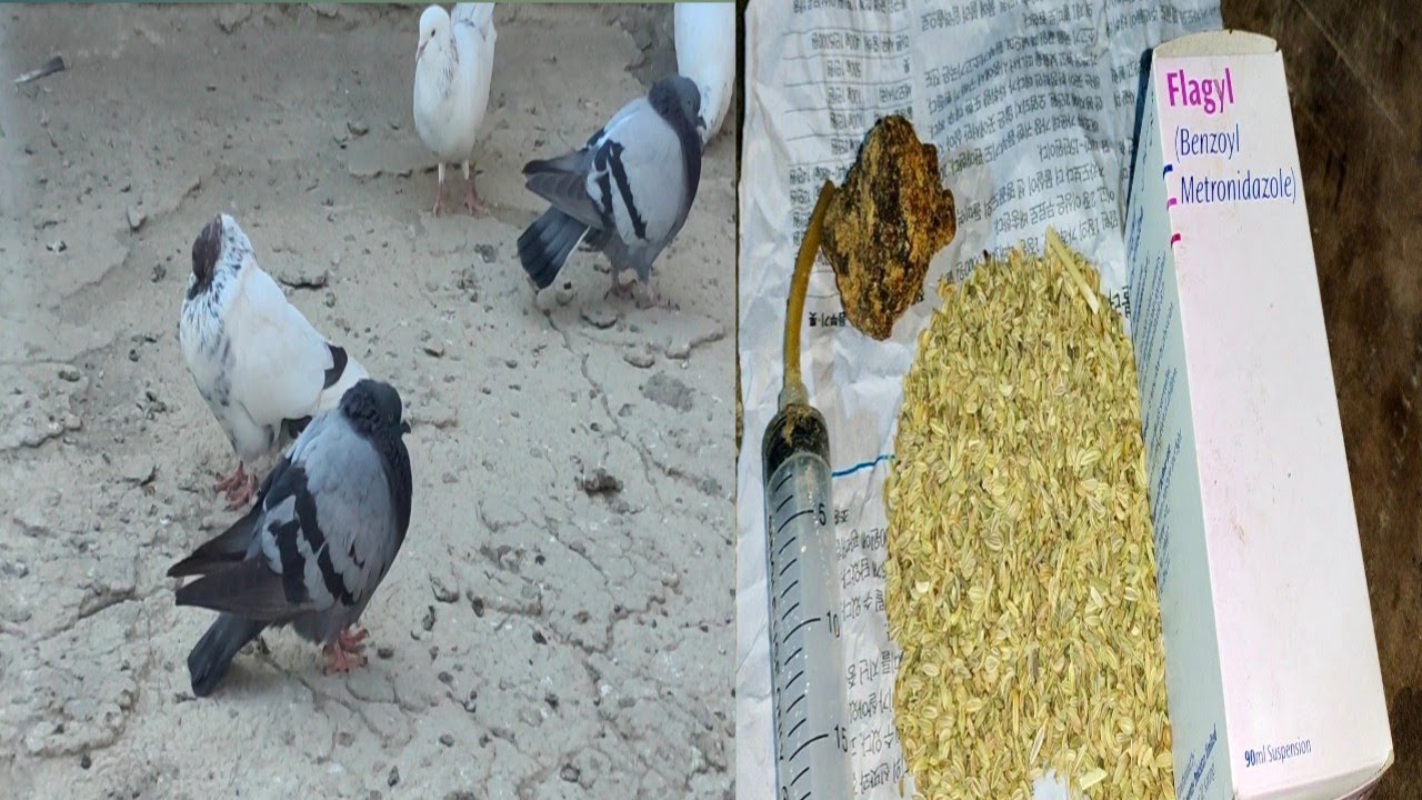 Agar Kabutar Pani Pe Ke Ek Jagah Par Khra Ho Jaye to Us Ka ilaj Treatment 3 Days | M Ismail Pigeons