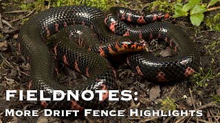 Fieldnotes: More Drift Fence Highlights by The Orianne Society 685 views 7 months ago 12 minutes, 25 seconds