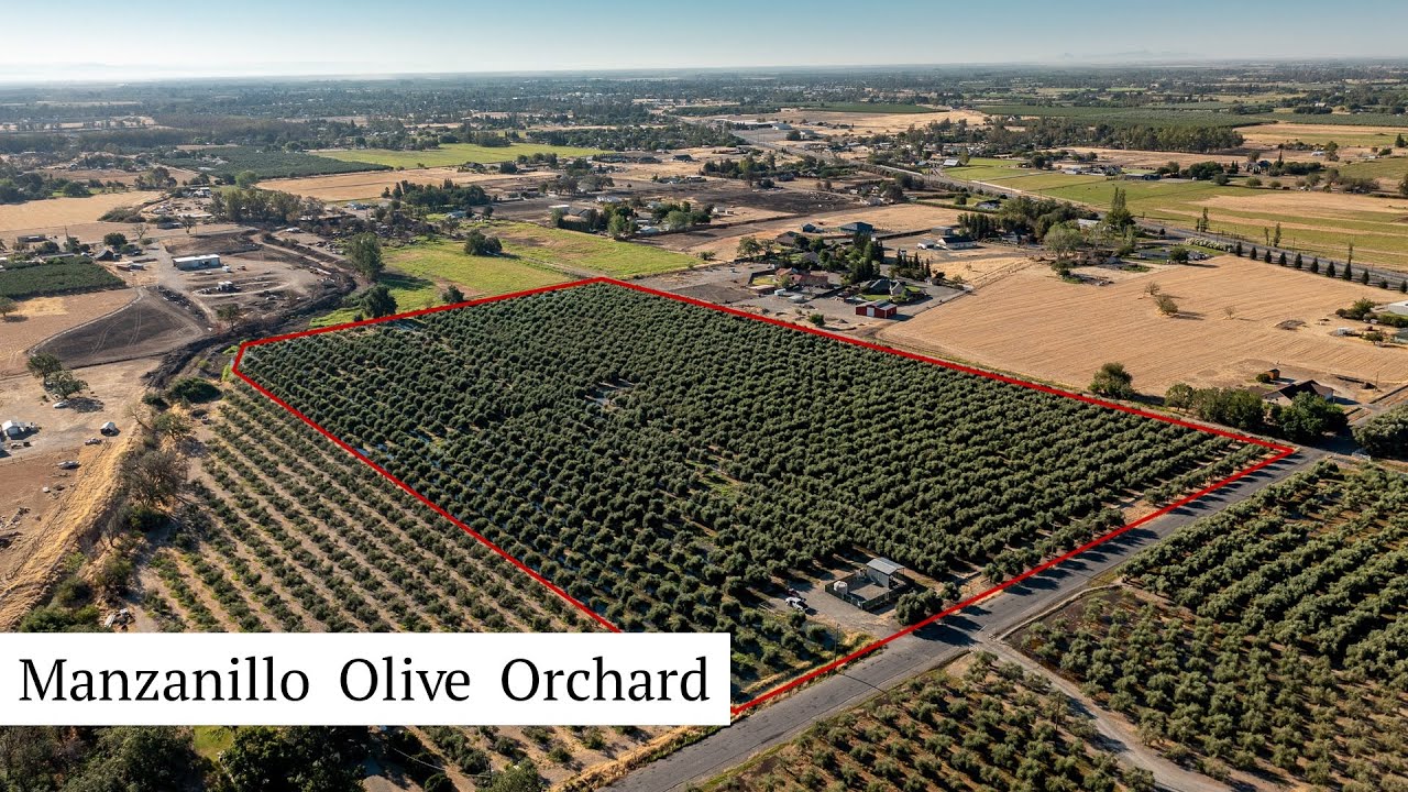 Manzanillo Olive Orchard - 4K