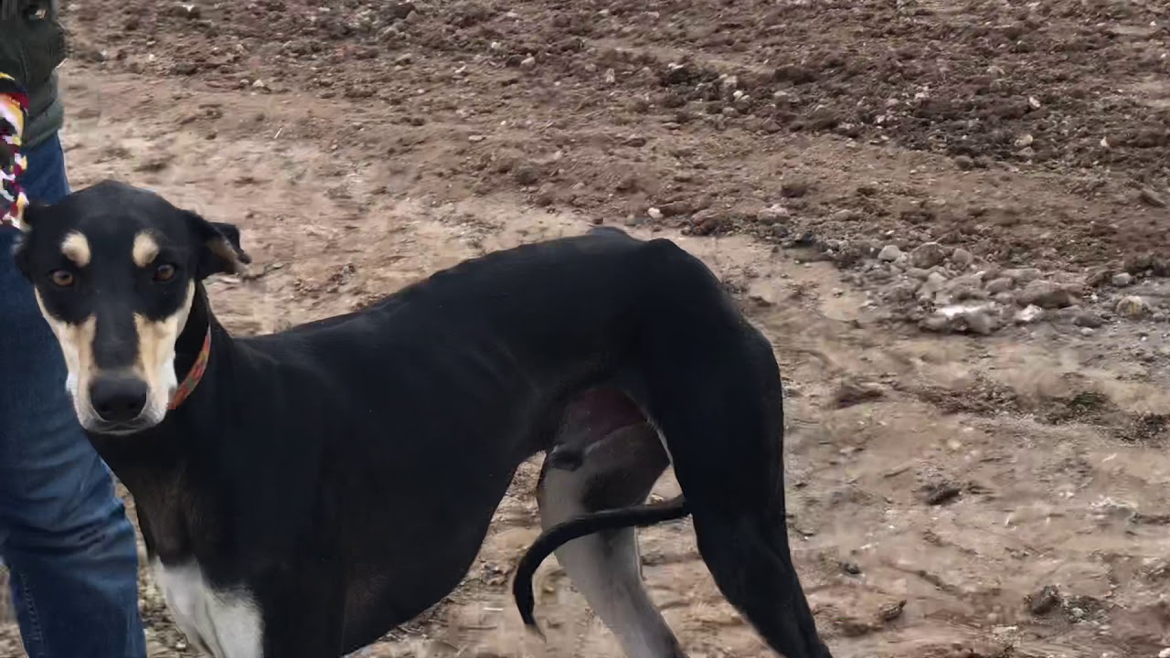 TAZI/SALUKİ 2020 ŞANLIURFA