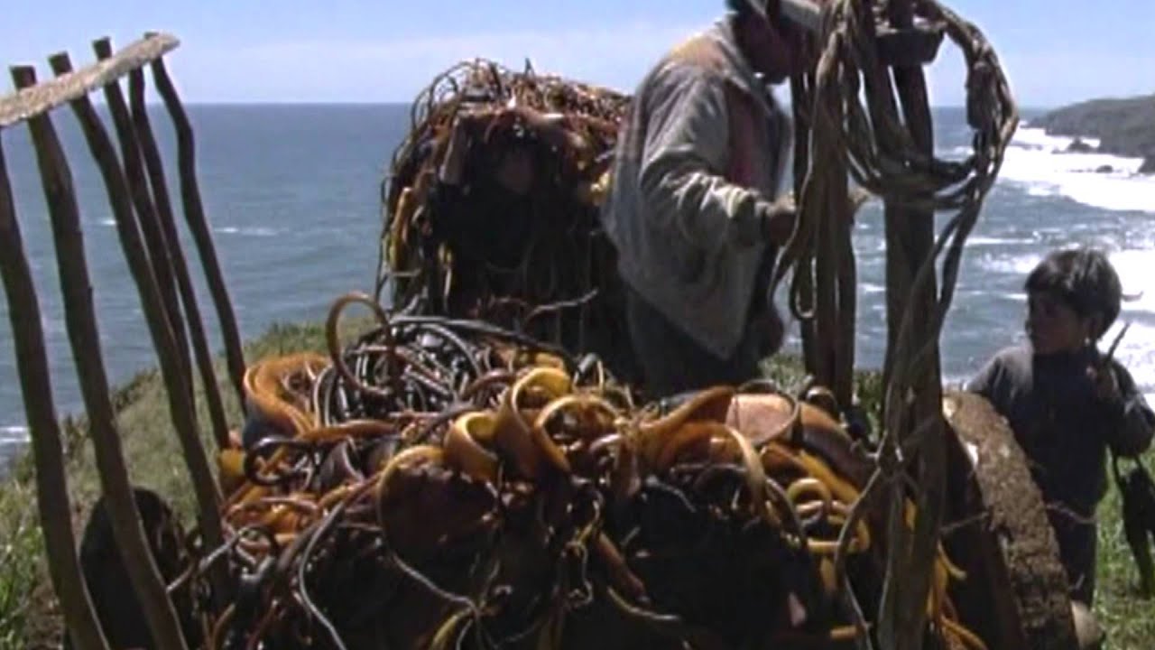 Juanjo Montecinos - El Cochayuyero (Cochayuyo)