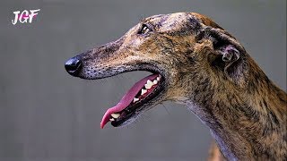 Greyhounds Energy - Episode 21