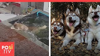 Hunde retten ihren Freund, der in einem Pool versinkt