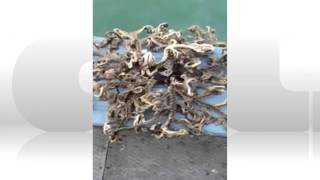 Rarely-seen basket star