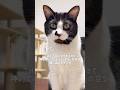 とりあえずで神対応してから圧かけてきて今これ #猫 #ハチワレ #ばんくん #shorts