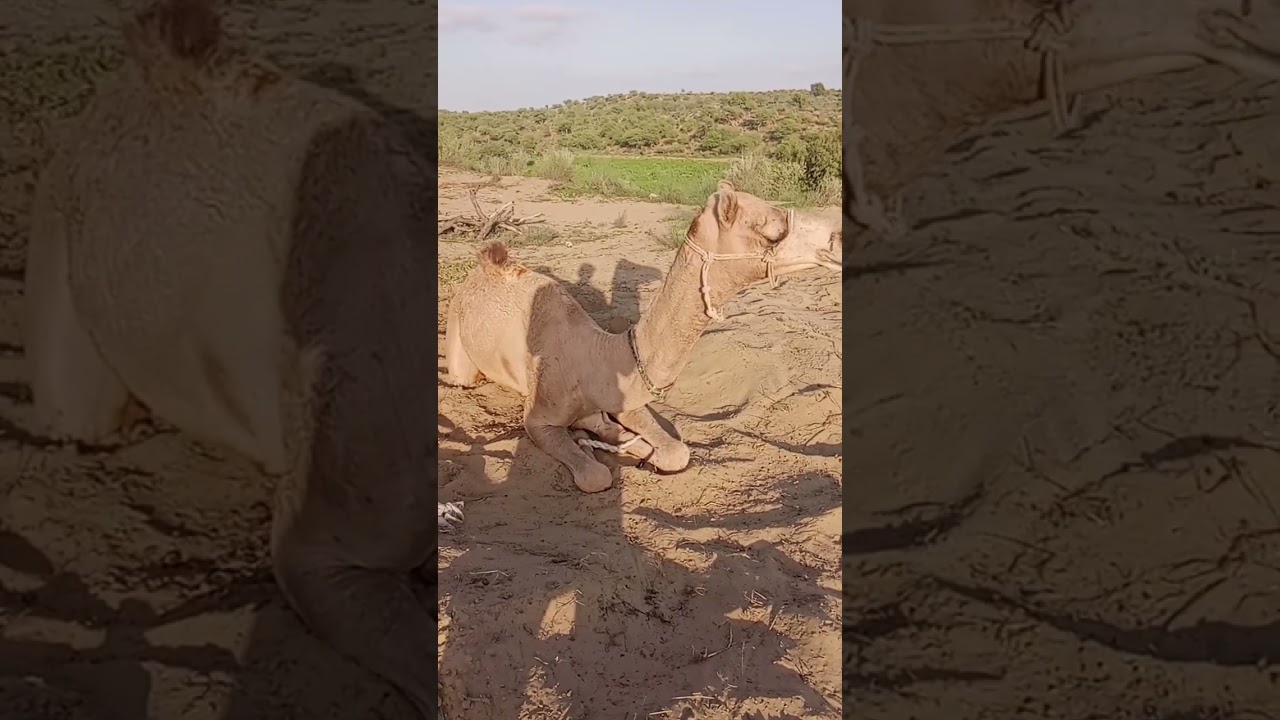 لِماذا كانَ هَذا الجَمَلُ جالِسًا في الصَّحراءِ؟