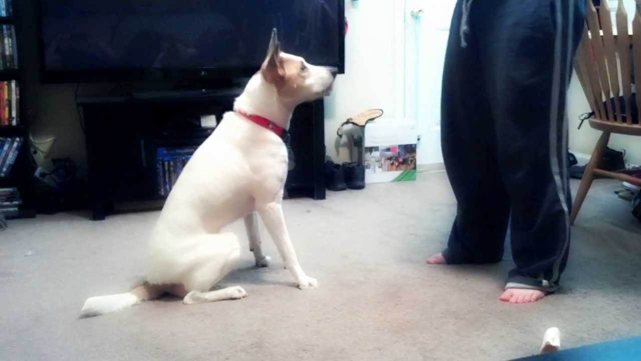 Cute special ed dog does tricks HD YouTube