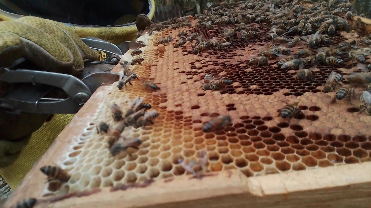 Como produzir enxame de abelha com apenas um núcleo?