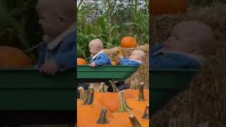 Celebrity So Cute having so much fun in the pumpkin patch - cute baby status youtube shorts video Profile