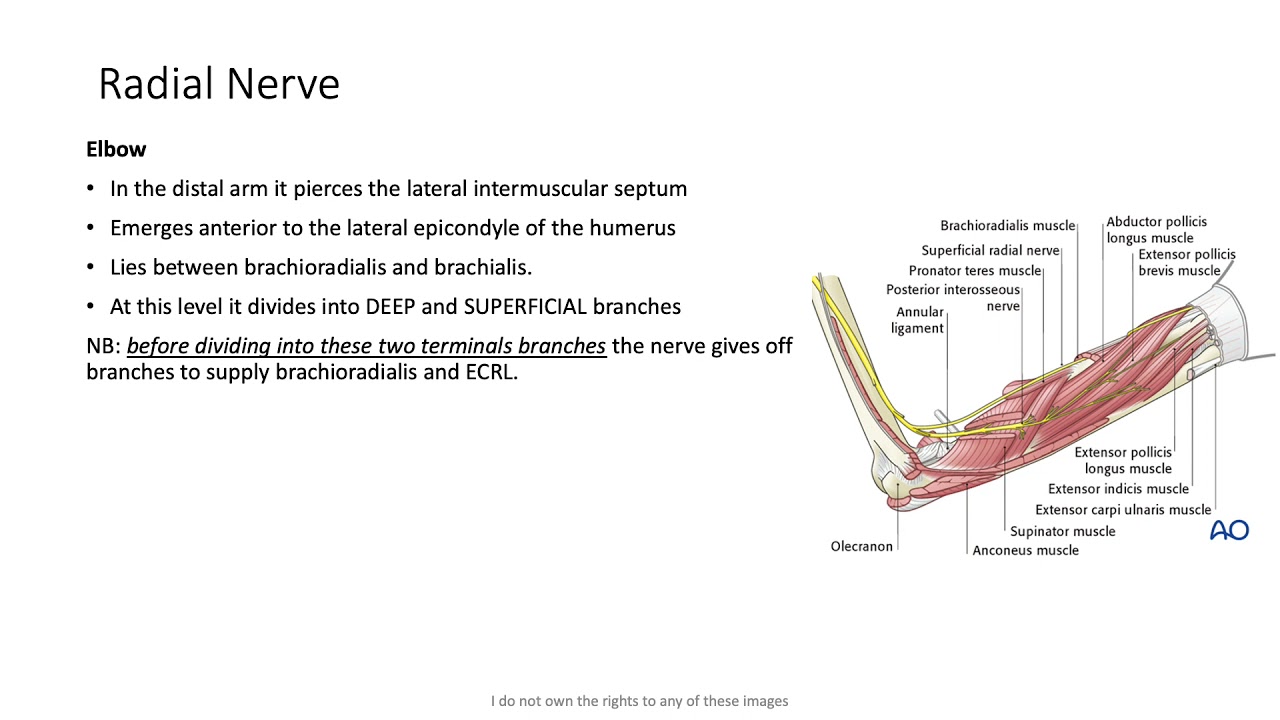 Anatomy 1 - Upper Limb (part 3)