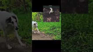 borzoi compilation #viral #like #subscribe